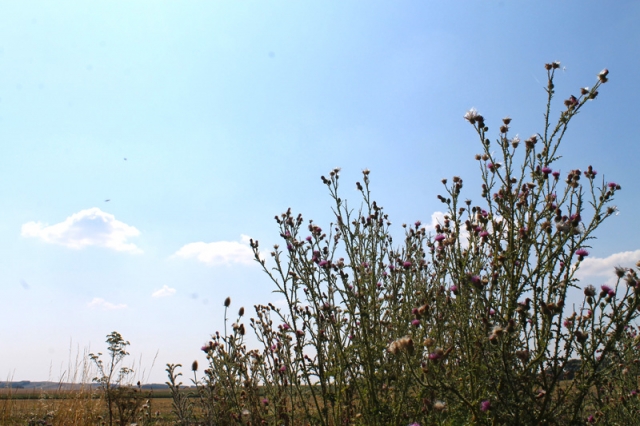 Niederösterreichische Jakobsweg