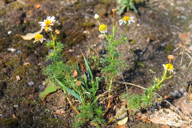 Niederösterreichische Jakobsweg