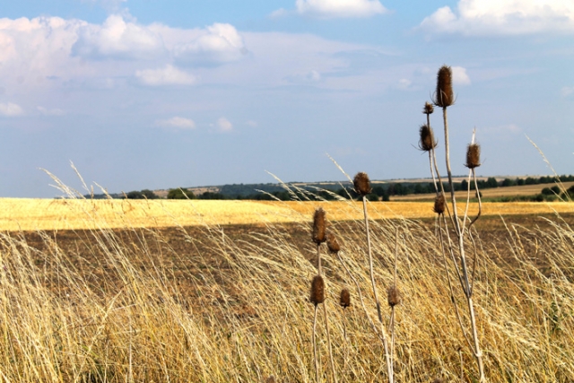 Niederösterreichische Jakobsweg