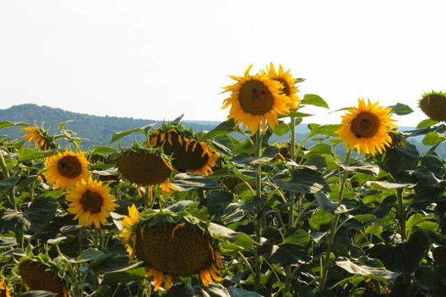 Niederösterreichische Jakobsweg