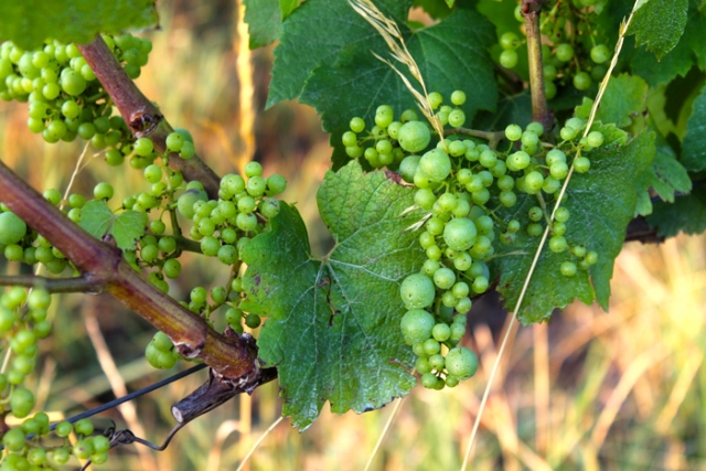 Niederösterreichische Jakobsweg