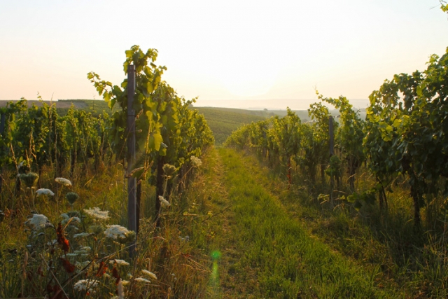 Niederösterreichische Jakobsweg