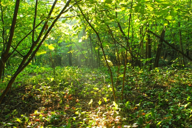 Niederösterreichische Jakobsweg