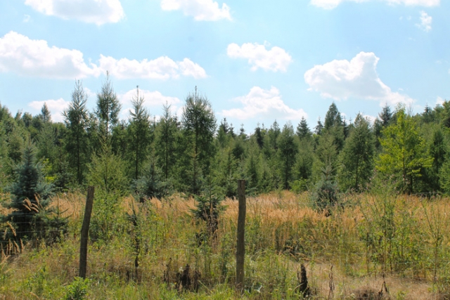 Niederösterreichische Jakobsweg