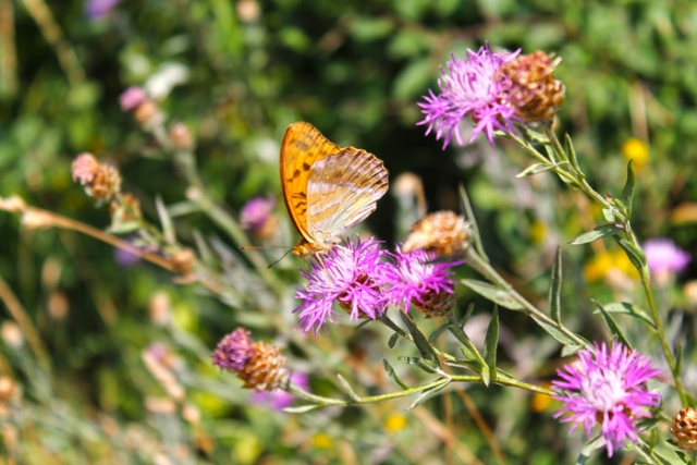 Niederösterreichische Jakobsweg