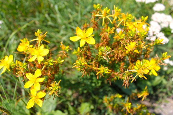 Niederösterreichische Jakobsweg