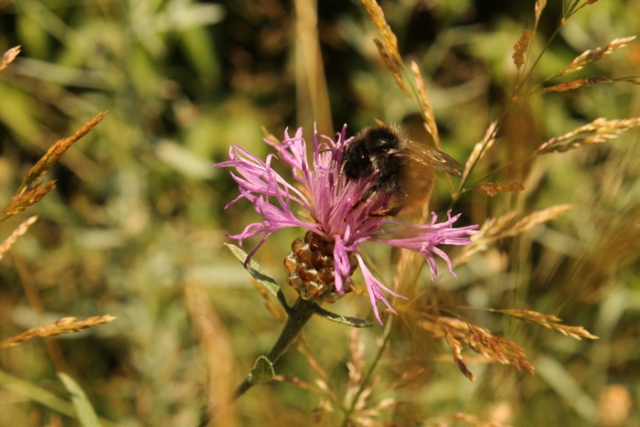 Niederösterreichische Jakobsweg