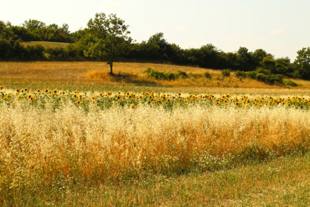 Niederösterreichische Jakobsweg
