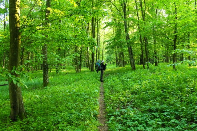 Niederösterreichische Jakobsweg