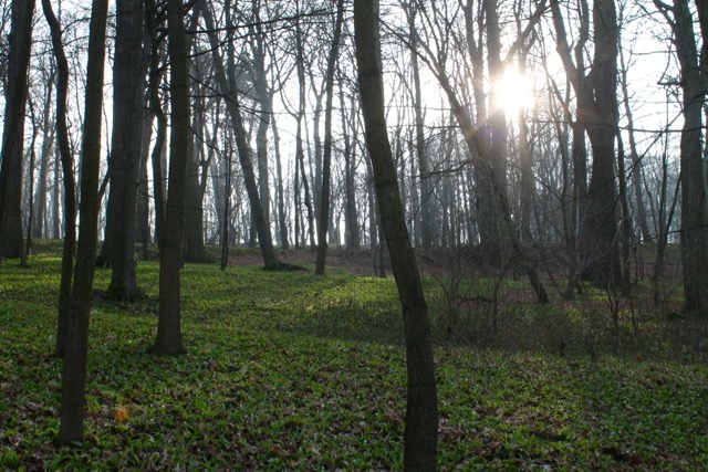 Pötzleinsdorfer Schlosspark, voller Bärlauch