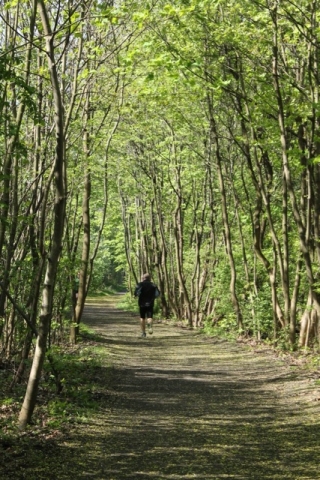 Steinhofgründe - Laufstrecken in Wien
