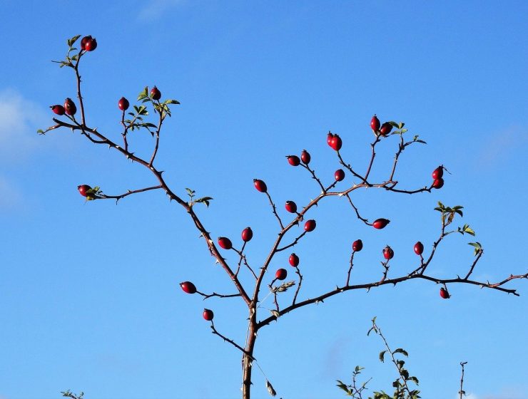 Hagebutten Bertomic pixabay