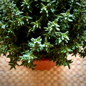 Thymus vulgaris