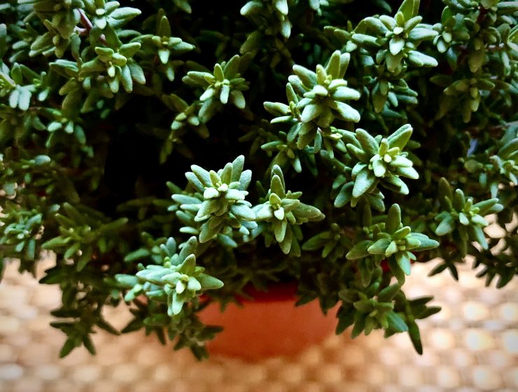 Thymus vulgaris