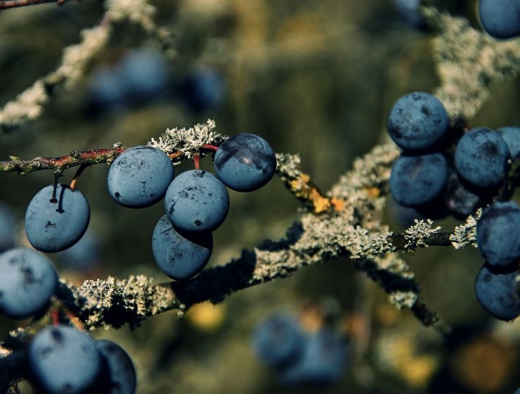 Schlehenfrüchte Manfred Richter Pixabay